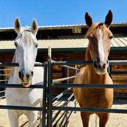 Earthquake Arabians - Cute horses