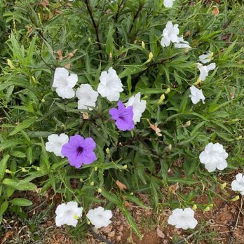 Peasleys Landscaping - purple and white flowers - Landscaping Near Me Peasleys Landscaping - purple and white flowers - Landscaping Near Me