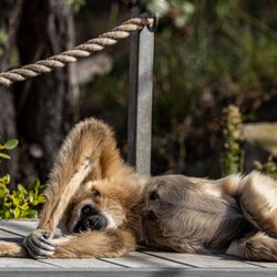 Santa Barbara Zoo - Santa Barbara Zoo