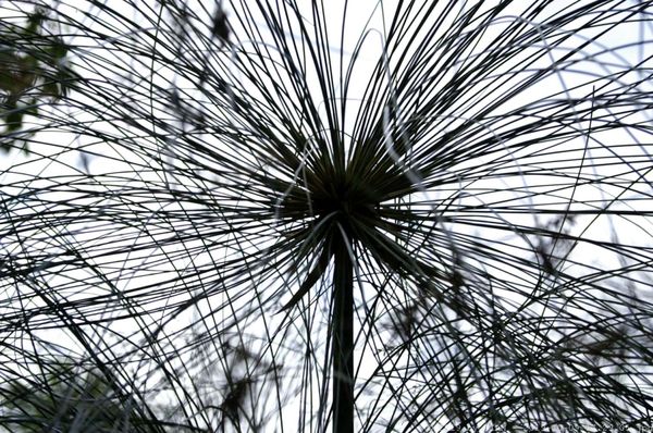Orto Botanico di Palermo by null