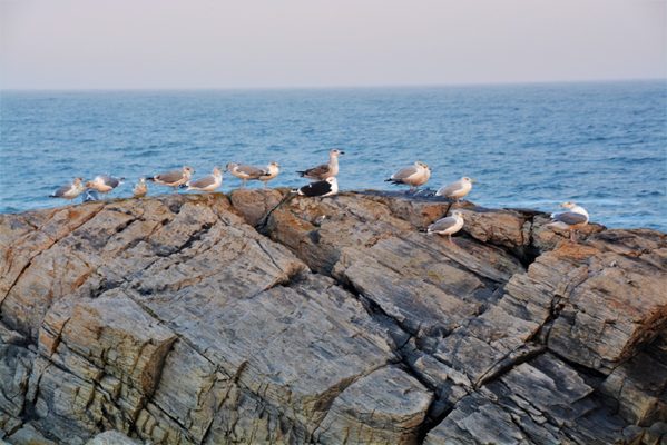 Fort Williams Park by null