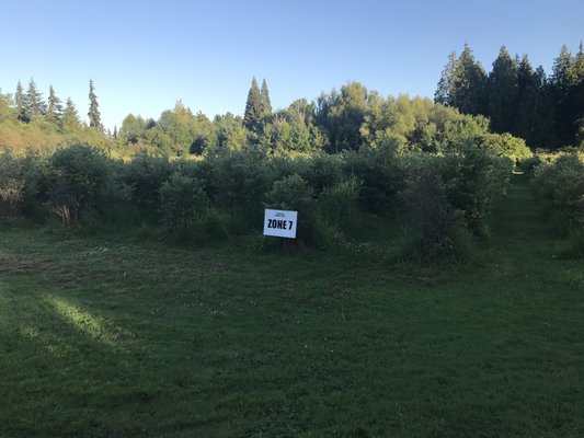 Larsen Lake Blueberry Farm by null
