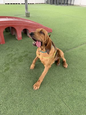 ruffhouse pet resort