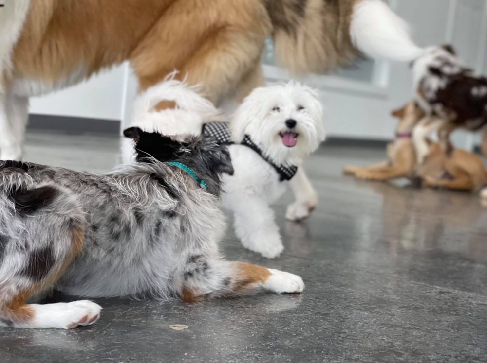 R AND R KENNELS Updated August 2024 229 Photos 606 Edwards Rd