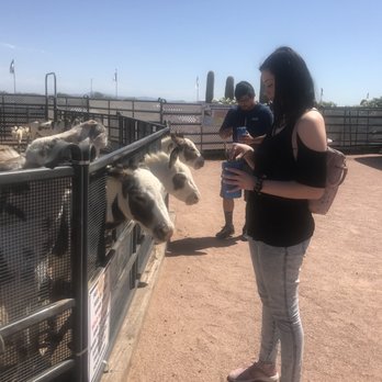 Rooster Cogburn Ostrich Ranch - Petting Zoos Near Me - Picacho, Arizona Rooster Cogburn Ostrich Ranch - Petting Zoos Near Me - Picacho, Arizona