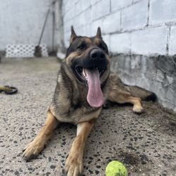 Precious & Company Pet Services