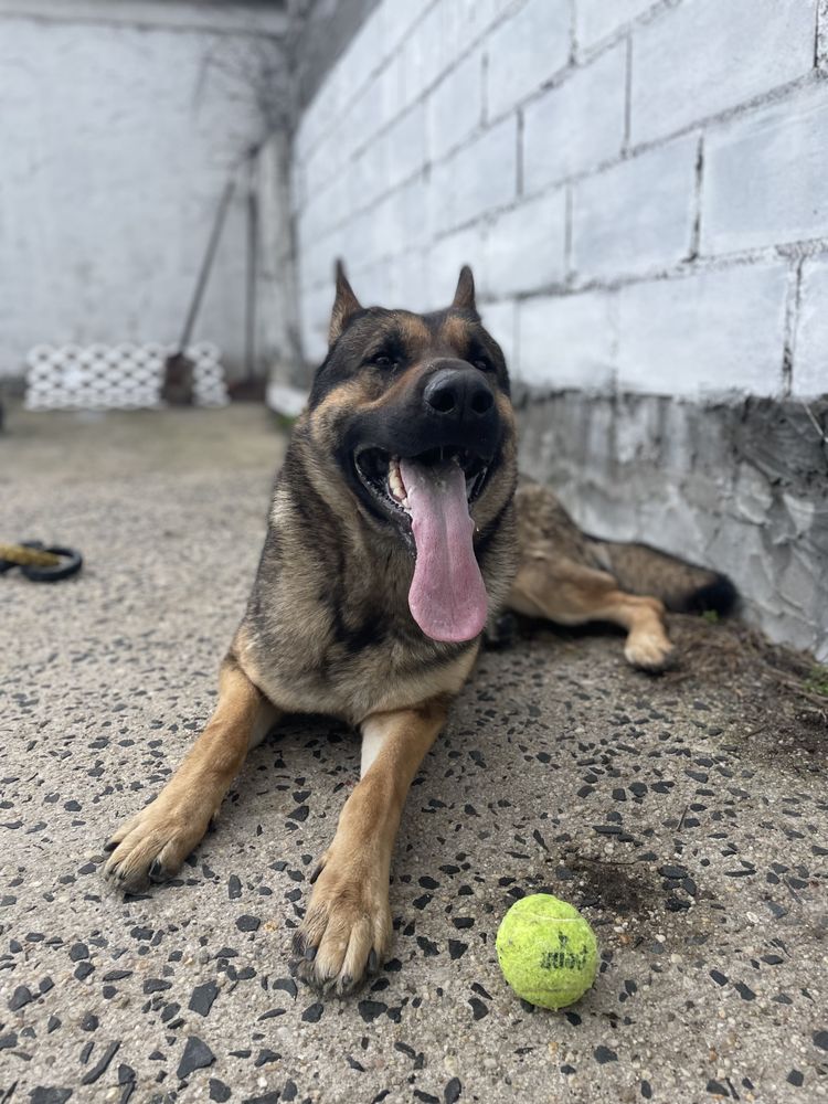 PRECIOUS & COMPANY PET SERVICES Updated May 2024 113 Photos