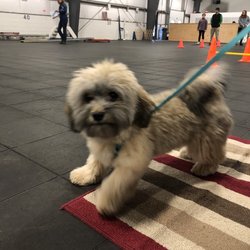 Finger Lakes Pet Resort - First day of class!