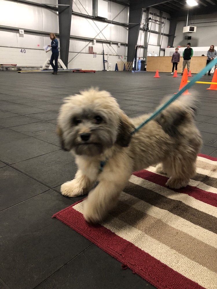 FINGER LAKES PET RESORT 19 Reviews Pet Training 1296 Beaver Creek