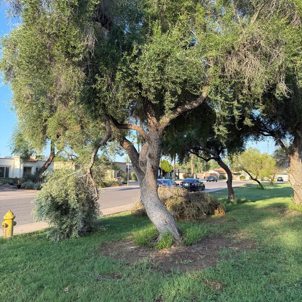 Sonrisa Park - Tree that fell down during recent storm - Parks Near Me - Scottsdale, Arizona Sonrisa Park - Tree that fell down during recent storm - Parks Near Me - Scottsdale, Arizona