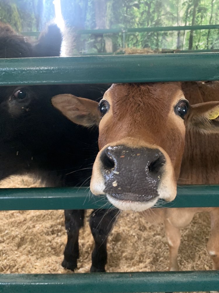 LION HEART VAPES Updated August 2024 35 Photos 1750 N Congress