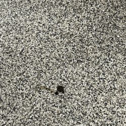 Heartsong Laundry - Poop on floor