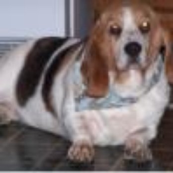 Madaglia Pet Care - Pet Boarding Near Me - Marlborough, Massachusetts Madaglia Pet Care - Pet Boarding Near Me - Marlborough, Massachusetts