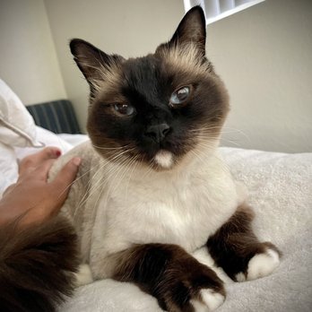 Viva La Pooch - Look at how QYUTE Faby made my Baby look w his Lion cute!!! - Pet Groomers Near Me - Mission Viejo, California Viva La Pooch - Look at how QYUTE Faby made my Baby look w his Lion cute!!! - Pet Groomers Near Me - Mission Viejo, California