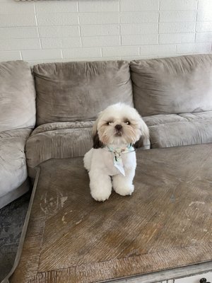 Sunshine Pet Grooming - Mesa