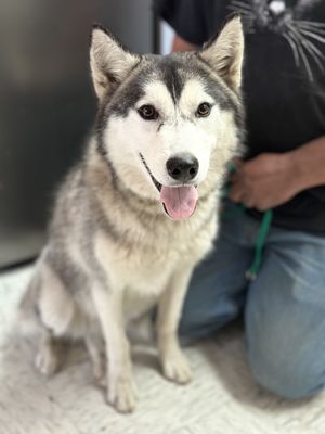 ANIMAL COMPASSION TEAM - Updated December 2025 - 20 Photos & 36 Reviews