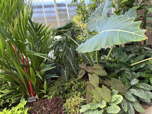 Auckland Domain by null