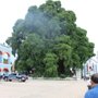 Photo of El Tule