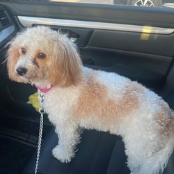 PetSmart Grooming - They didn't finish groom my Amber. They send us home even though we've booked with them.