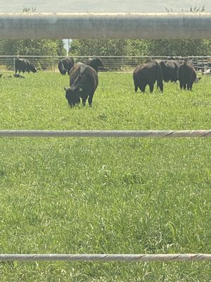 Redhouse Beef by null