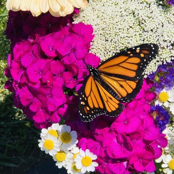 Farfalla Butterfly Co. - One of the monarch butterflies we released and settled into a nearby flower - Event Planning & Services Near Me - San Diego, California Farfalla Butterfly Co. - One of the monarch butterflies we released and settled into a nearby flower - Event Planning & Services Near Me - San Diego, California