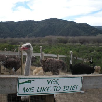Ostrichland USA - Attraction Farms Near Me - Solvang, California Ostrichland USA - Attraction Farms Near Me - Solvang, California