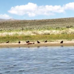 Crowley Lake Columns - Wildlife