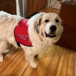 Sit, Stay, 'N Play - Mufasa trained with us and is now a therapy dog!
