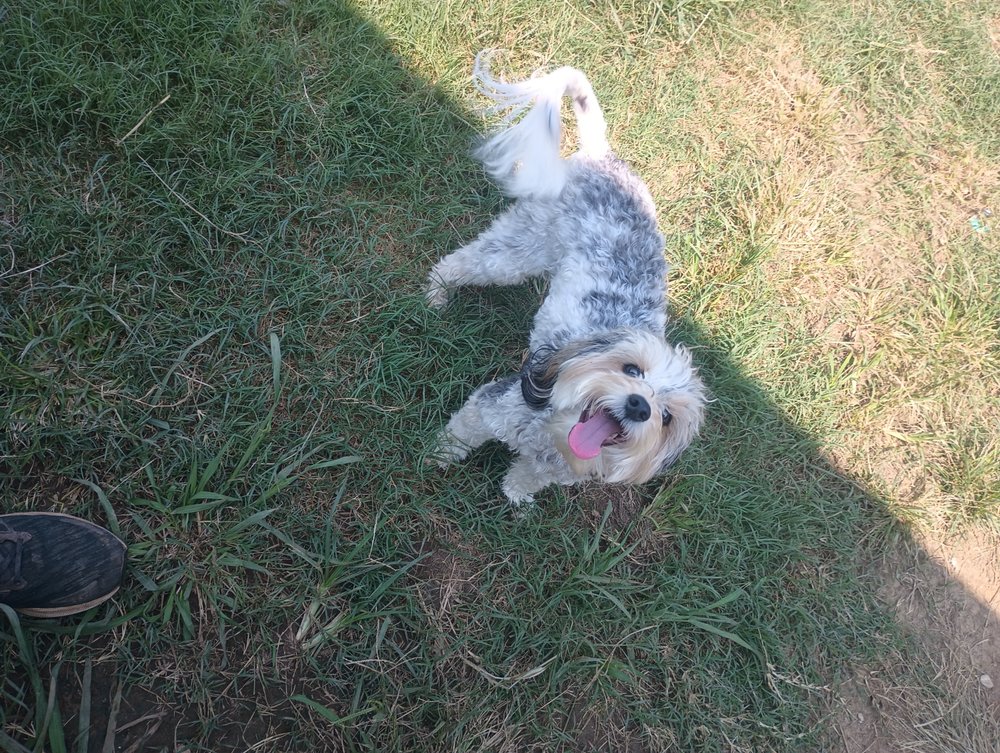 Paw-sitive Pets Staycation - pet boarding facility in Yukon, OK