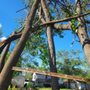Photo of Living Color Tree Service