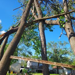 Living Color Tree Service - Before