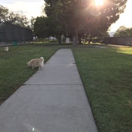 Large dog park