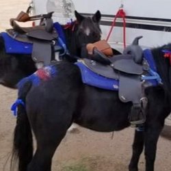 Abbys Party Ponies