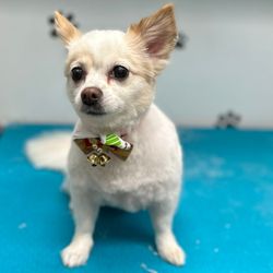 Pet Valu