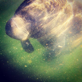 American Pro Diving Center - This little guy/gal was super playful! - Diving Near Me - Crystal River, Florida American Pro Diving Center - This little guy/gal was super playful! - Diving Near Me - Crystal River, Florida