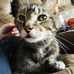 St Joseph County Humane Society - Tigger (formerly Egypt). Adopted at age 10 and lived 5 more years. He was well loved.