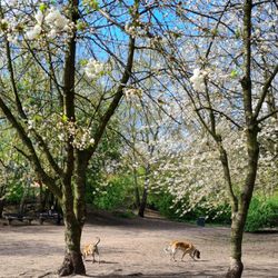 Hundepark St. Pauli