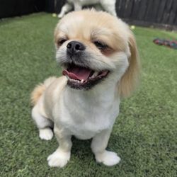 Happie Hounds - Elmo enjoying doggie daycare at Happie Hounds.