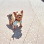Photo of Walking Sunshine