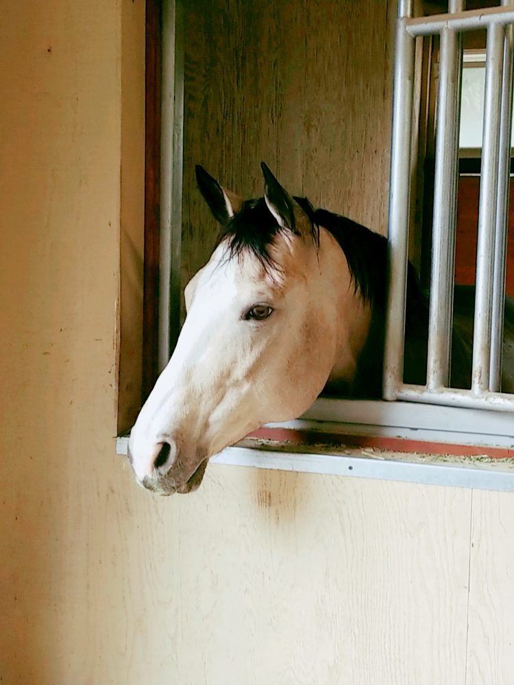 The Rockin' Z Ranch - equestrian in Redmond, WA