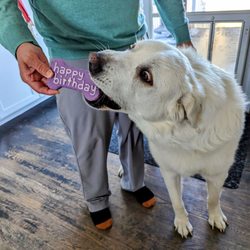 Tail Waggin' Pet Stop - MB excited for the birthday treat!