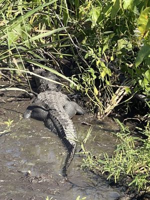 Gators and Ghosts: New Orleans Tours by null