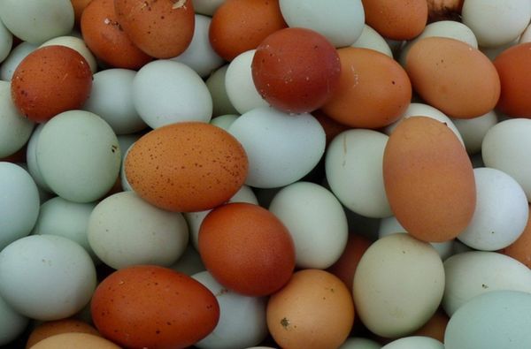 Notting Hill Farmers' Market by null