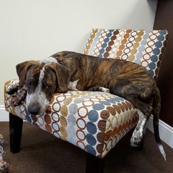 Clark Chiropractor - New therapy dog Gibbs!