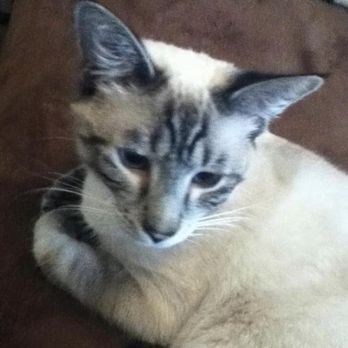Catskill Veterinary Services - Veterinarians Near Me - Rock Hill, New York Catskill Veterinary Services - Veterinarians Near Me - Rock Hill, New York
