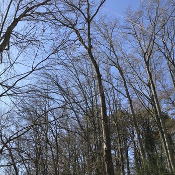 Costeno Tree Services - Bail out : tall tree going down ! - Tree Services Near Me