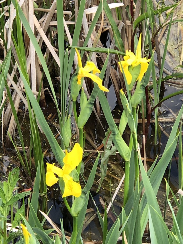 WATERFRONT PARK 514 Lakeside Dr SE, Grand Rapids, MI Yelp