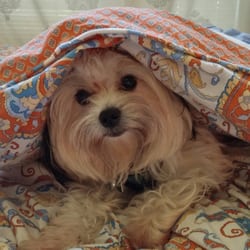 Professional Pet Sitting By Jane
