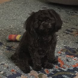 Happy Classy Canine customer!
