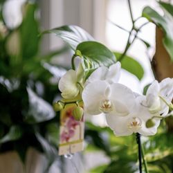 Hillside Flowers & Gifts - Orchid plant